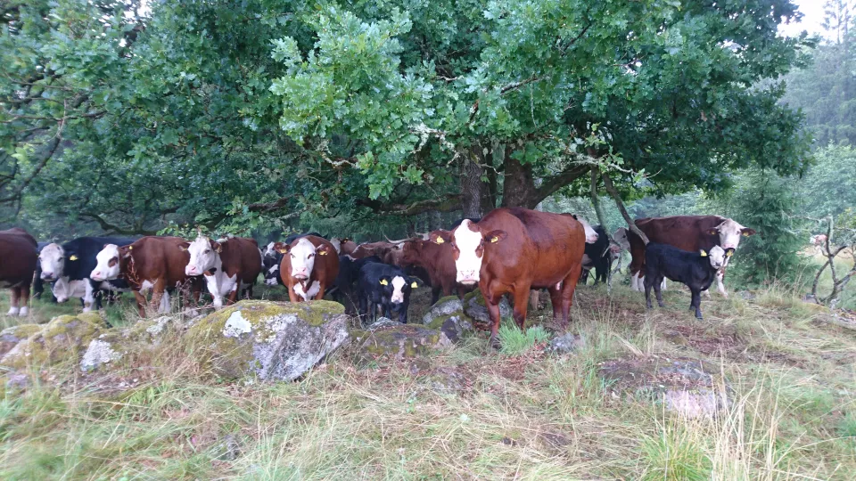 Flera kor står i en klunga och tittar in i kameran. Foto.
