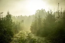 Ett utsiktstorn i skogen. Foto.